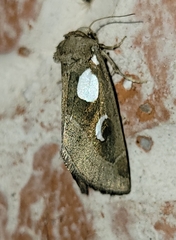 Plagiomimicus olvello