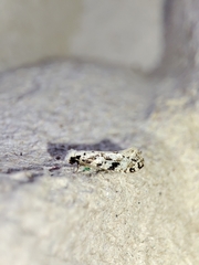Nemapogon nevadella