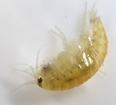 Hyalella