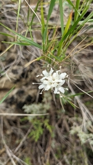 Cephalaria leucantha