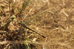 Paragomphus genei