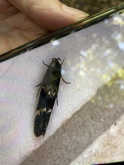 Mompha subbistrigella