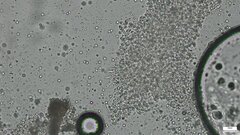 Crepidotus crocophyllus