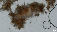 Crepidotus crocophyllus