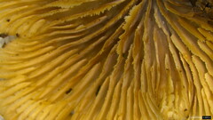 Crepidotus crocophyllus