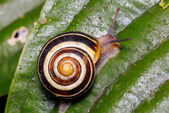 Cepaea nemoralis