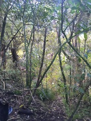 Melicytus ramiflorus