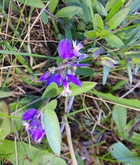 Polygala vulgaris