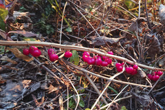Polygonatum verticillatum