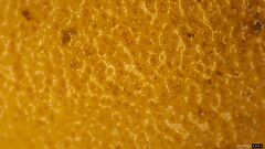 Crepidotus crocophyllus