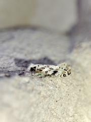 Nemapogon nevadella