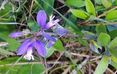 Polygala vulgaris