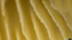 Crepidotus crocophyllus