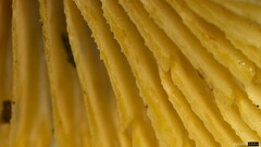 Crepidotus crocophyllus