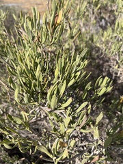 Limoniastrum monopetalum