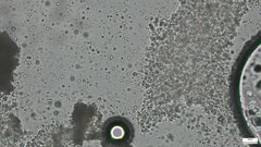 Crepidotus crocophyllus