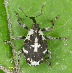 Ceutorhynchini