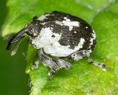 Ceutorhynchini