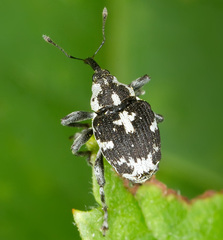 Ceutorhynchini