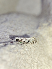 Nemapogon nevadella