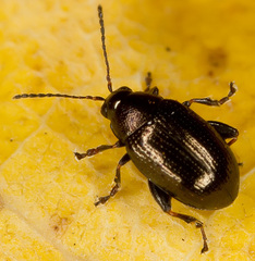 Chaetocnema concinna
