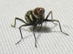 Conoderinae