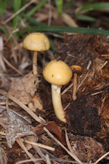 Protostropharia semiglobata