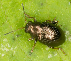 Chaetocnema hortensis