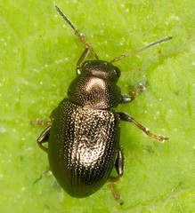 Chaetocnema hortensis