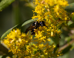 Myzinum carolinianum