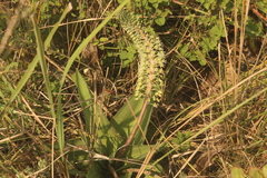 Ledebouria zebrina