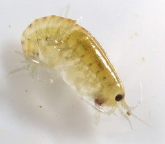 Hyalella