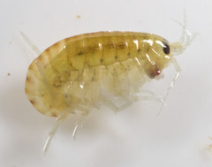 Hyalella