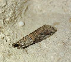 Acrobasis bithynella