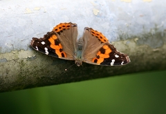 Vanessa indica