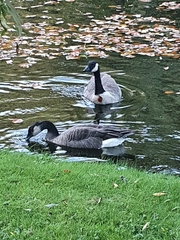 Branta canadensis