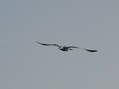 Ichthyaetus audouinii