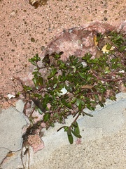 Portulaca oleracea