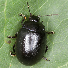 Chrysolina