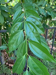 Cinnamomum osmophloeum