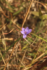 Aristea abyssinica