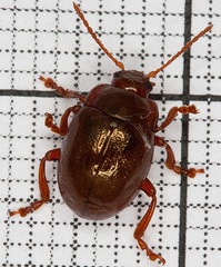 Chrysolina staphylaea