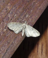 Eupithecia