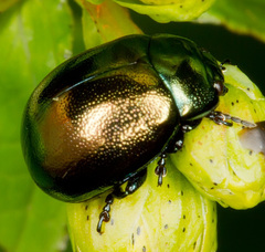 Chrysolina varians