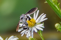 Trichopoda lanipes