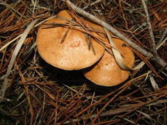 Suillus bovinus