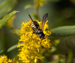 Myzinum carolinianum