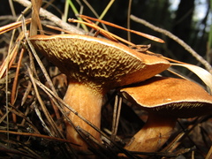 Suillus bovinus