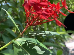 Ixora casei