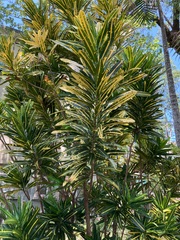 Codiaeum variegatum pictum